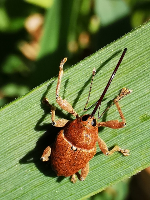 Curculio glandium - tölgymakkzsuzsóka
