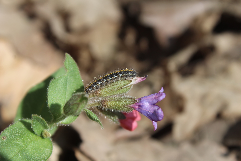 Euplagia quadripunctaria - csíkos medvelepke
