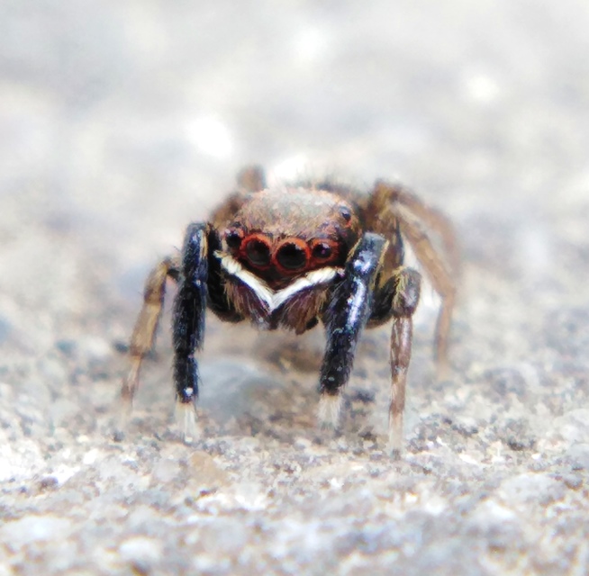 Euophrys frontalis - háromszöges ugrópók