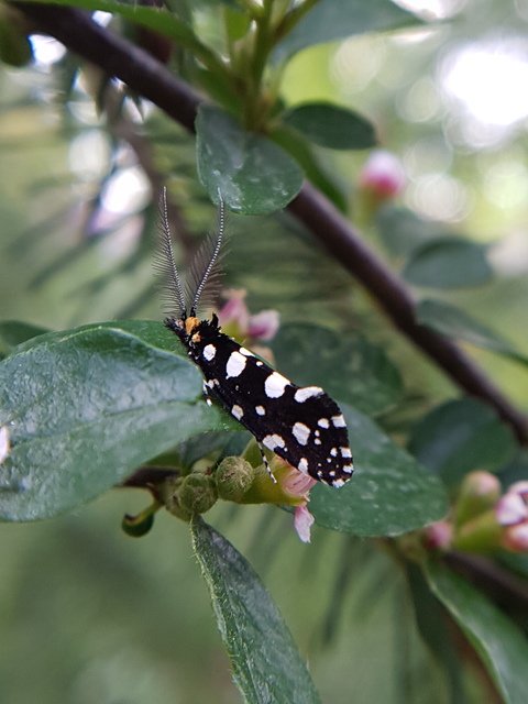 Euplocamus anthracinalis - fésűscsápú korhadékmoly