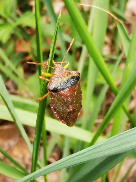 Palomena prasina - zöld bogyómászó-poloska