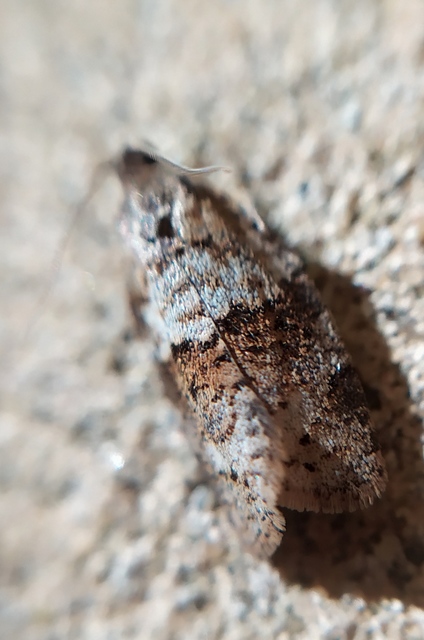 Syndemis musculana - füstös sodrómoly