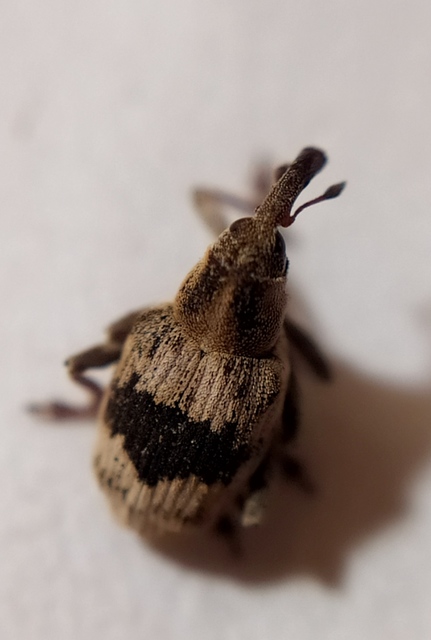 Tapinotus sellatus - díszes lizinkaormányos