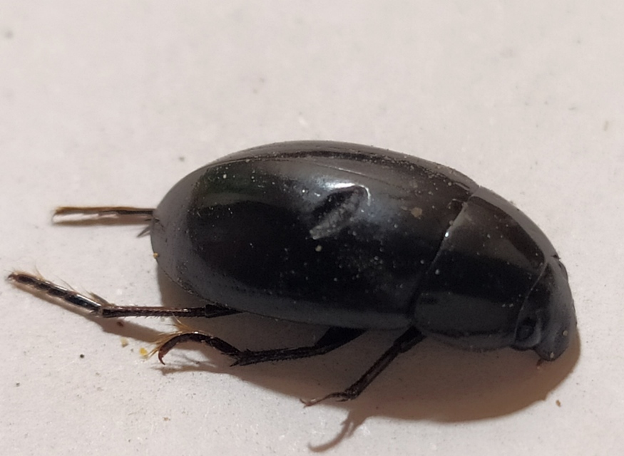 Hydrochara dichroma - keleti csibor