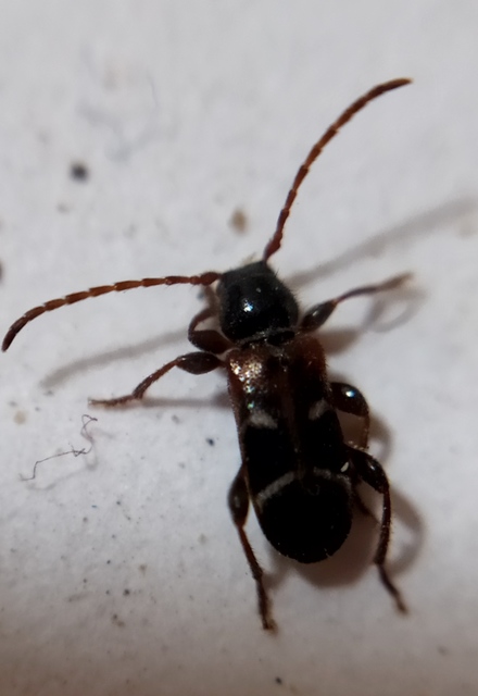 Phymatodes alni - apró háncscincér Phymatodes alni - apró háncscincér