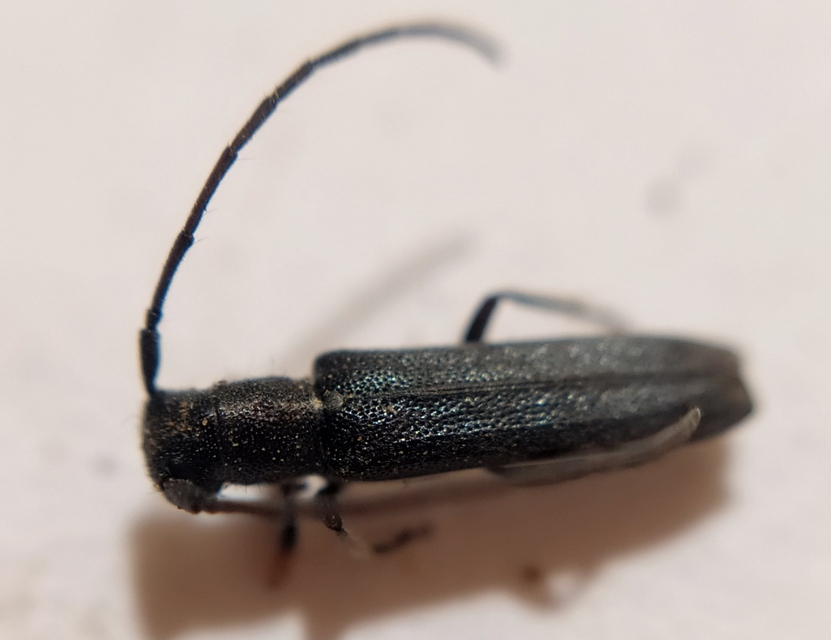 Phytoecia cylindrica - medvelapucincér