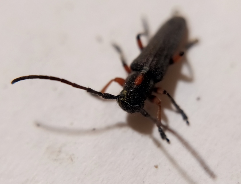Phytoecia pustulata - parányi fűcincér