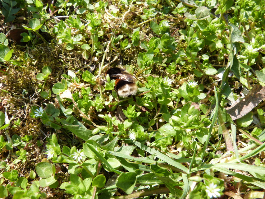 Bombus terrestris/lucorum