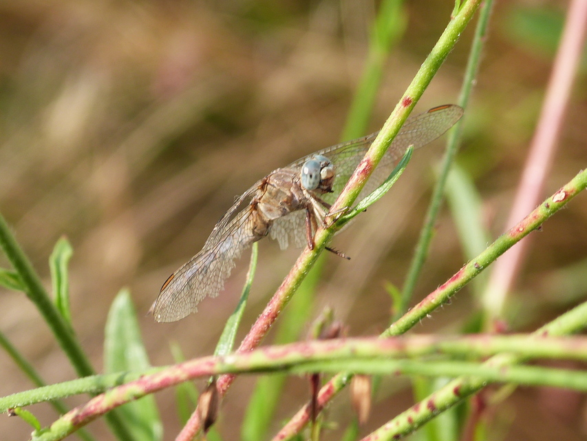 Orthetrum coerulescens - karcsú pásztorszitakötő