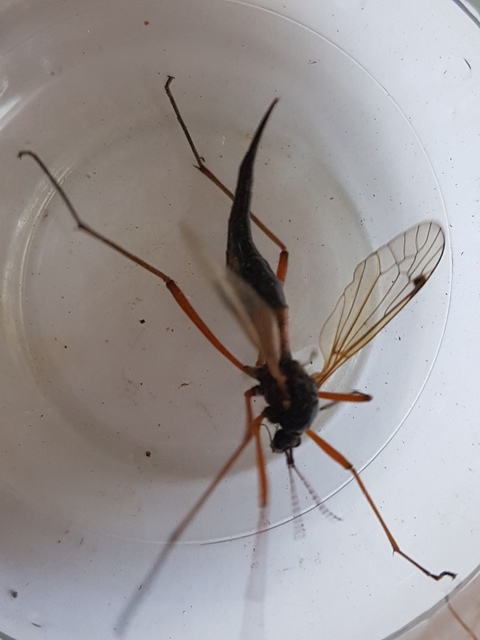 Tanyptera atrata - pirosfekete lószúnyog