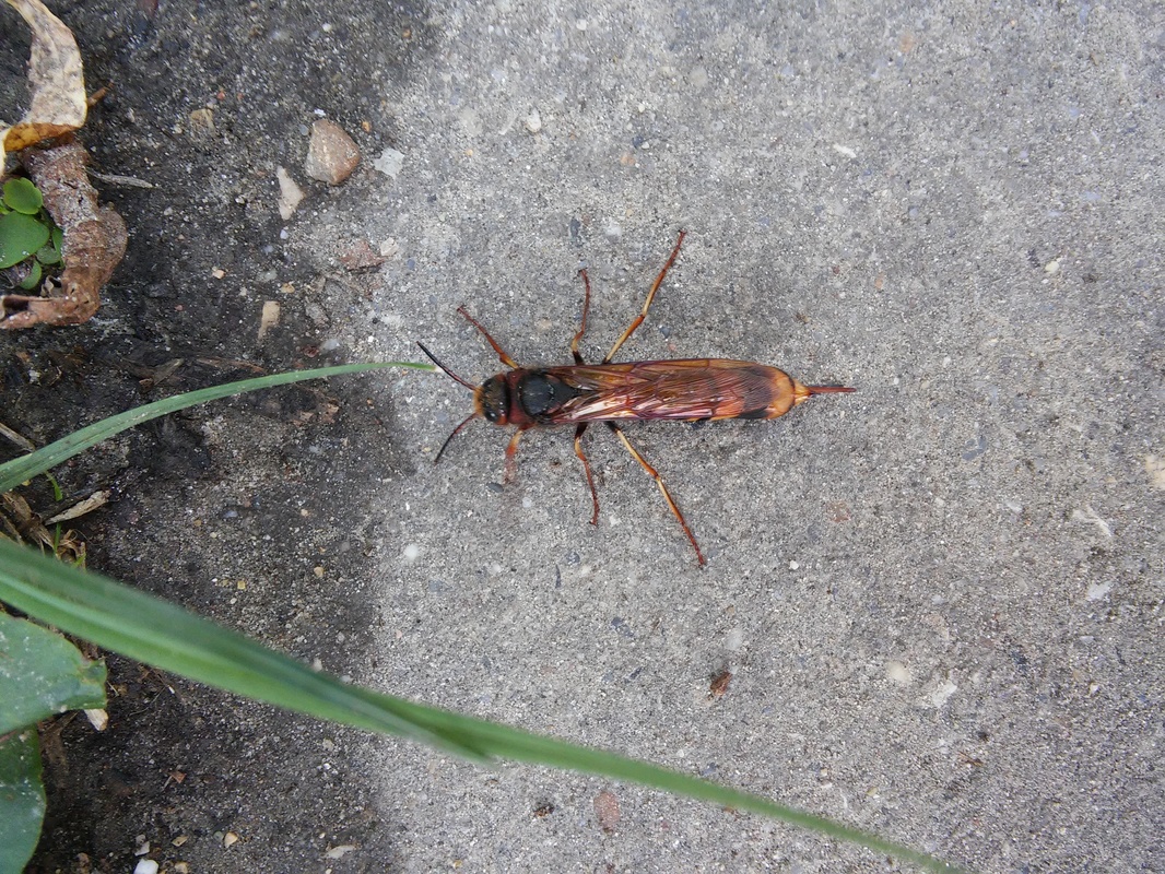 Tremex fuscicornis - sárgagyűrűs fadarázs