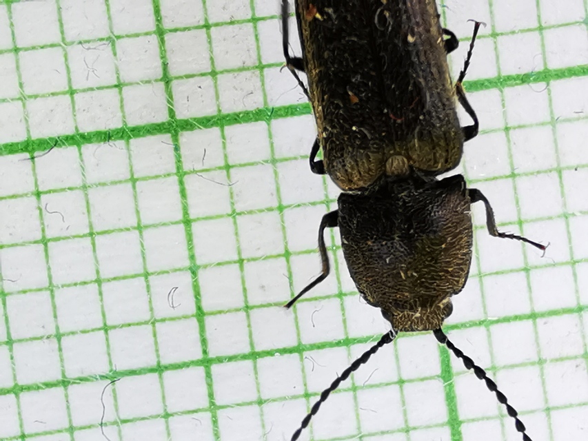 Cidnopus pilosus - szőrös pattanó