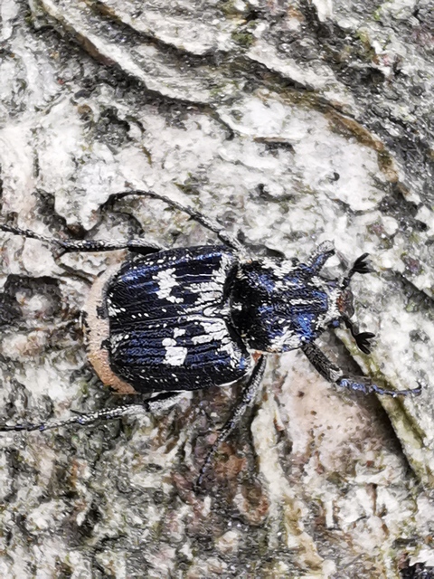 Valgus hemipterus - suta virágbogár