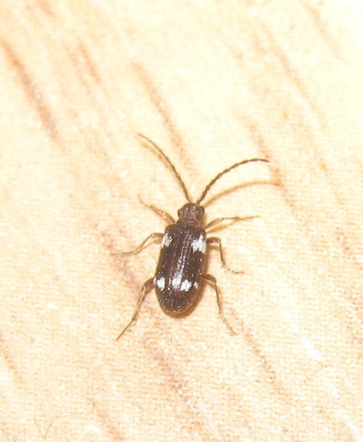 Ptinus sexpunctatus - hatfoltos tolvajbogár