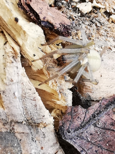Cheiracanthium mildei - sárga dajkapók