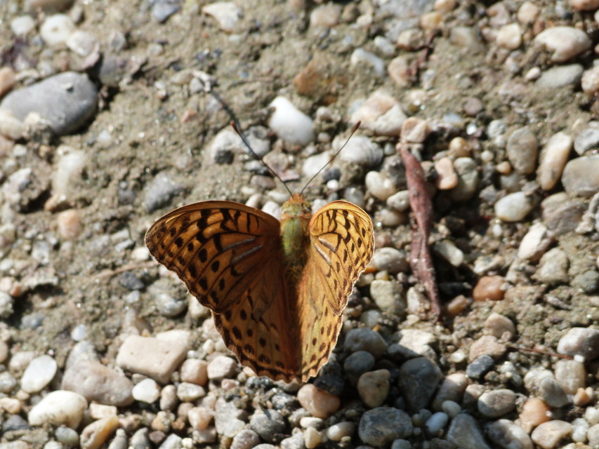 Argynnis pandora - zöldes gyöngyházlepke