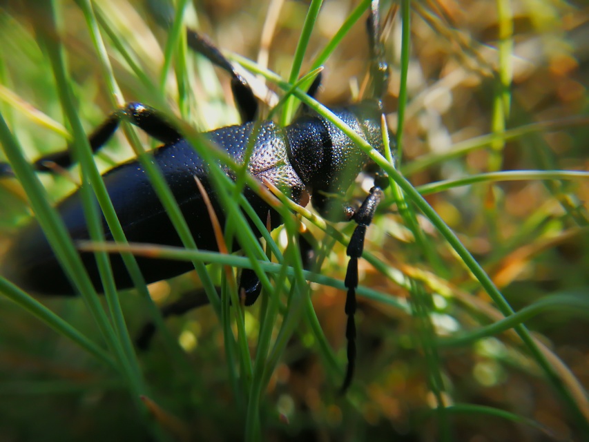 Dorcadion aethiops - fekete gyalogcincér