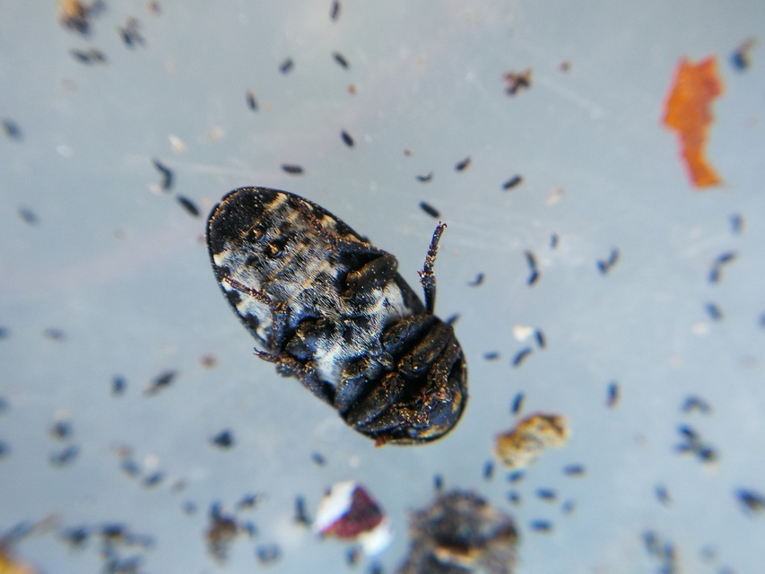 Dermestes laniarius - gyászos porva