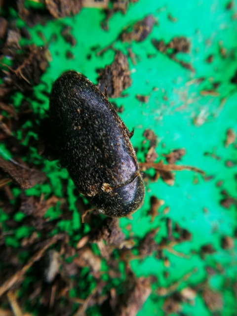Dermestes laniarius - gyászos porva