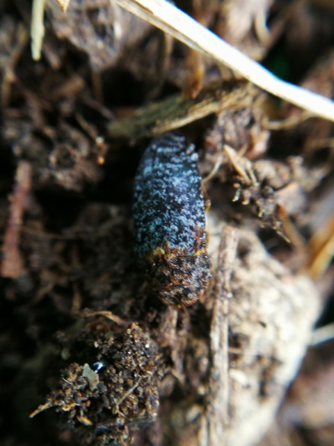 Dermestes undulatus - márványos porva Dermestes undulatus - márványos porva