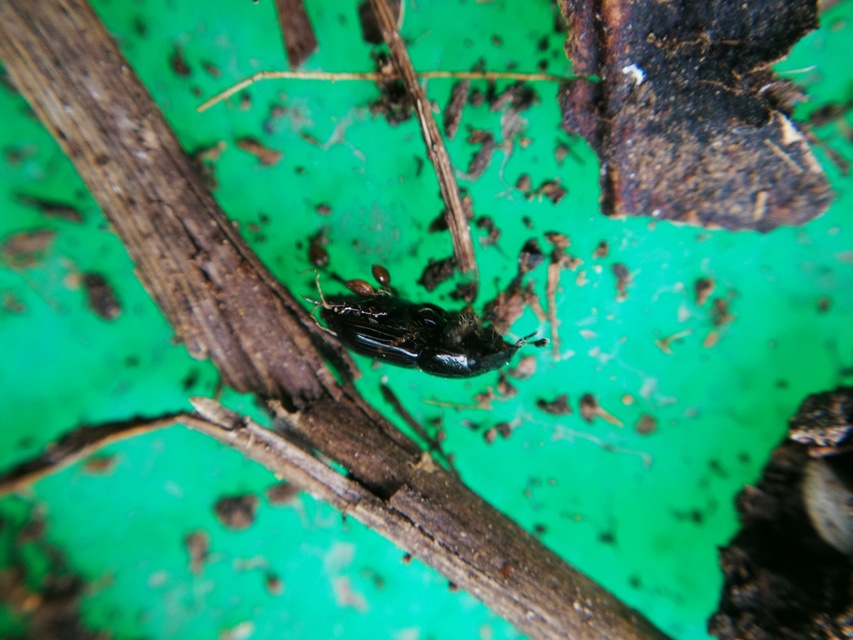 Aphodius varians - változékony trágyabogár