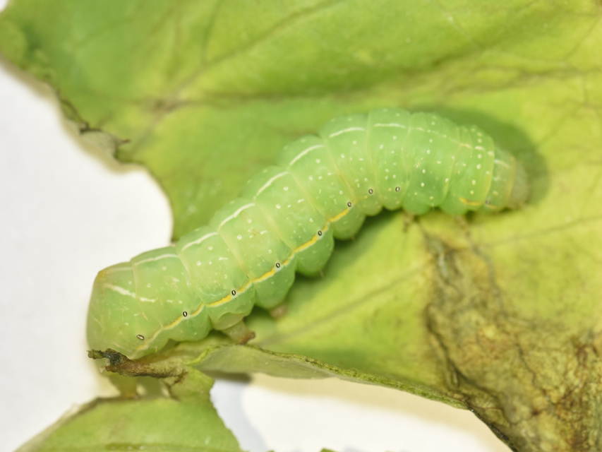 Amphipyra pyramidea - fahéjszínű bagoly