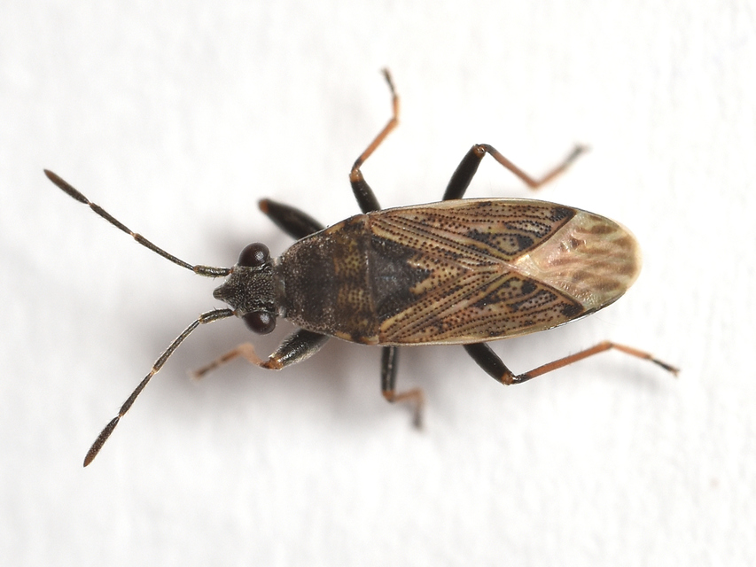 Peritrechus gracilicornis - vékonycsápú feketésbodobács