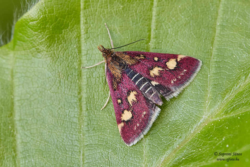 Pyrausta purpuralis - közönséges bíbormoly