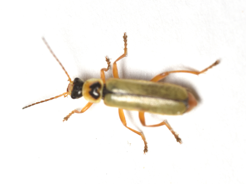 Metacantharis clypeata - tavaszi lágybogár