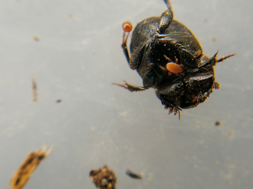 Onthophagus ovatus - apró trágyatúró