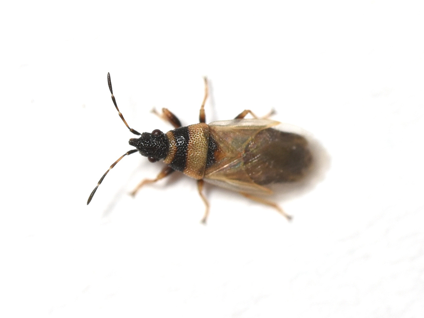 Oxycarenus pallens - fakó bodobács