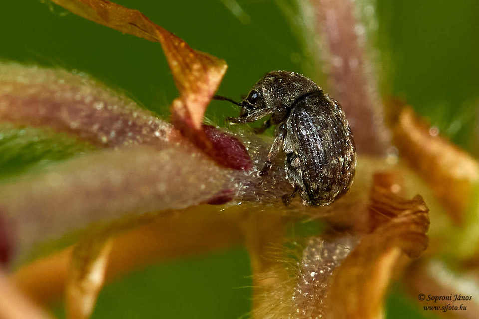 Anthribus nebulosus - ködfoltos pajzstetvész-orrosbogár