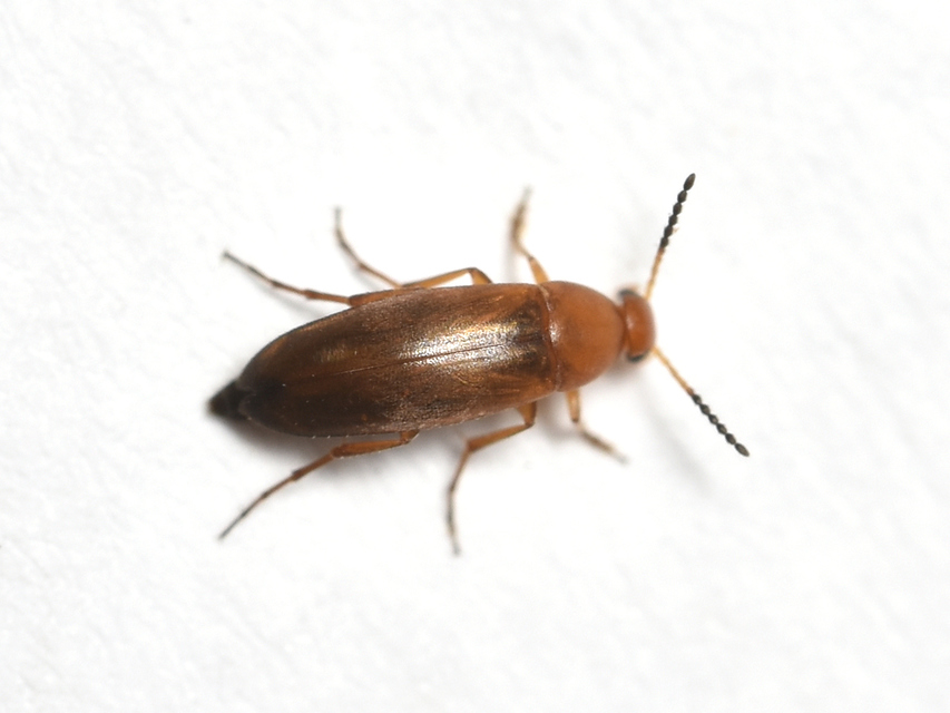 Anaspis flava - sárga árvabogár