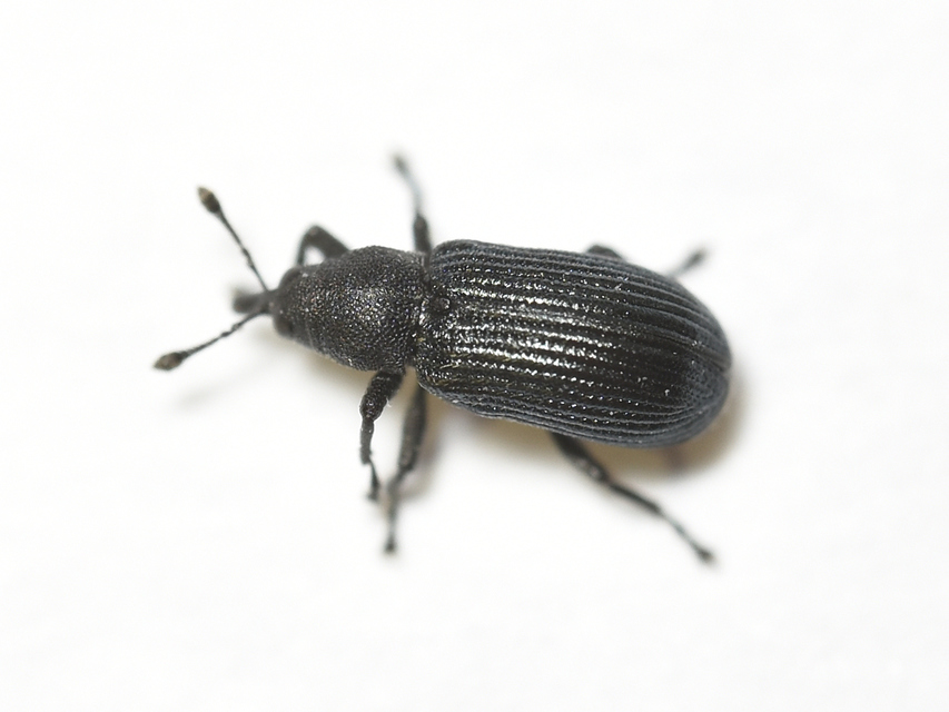 Magdalis nitidipennis - tömpeorrú magdolnaormányos