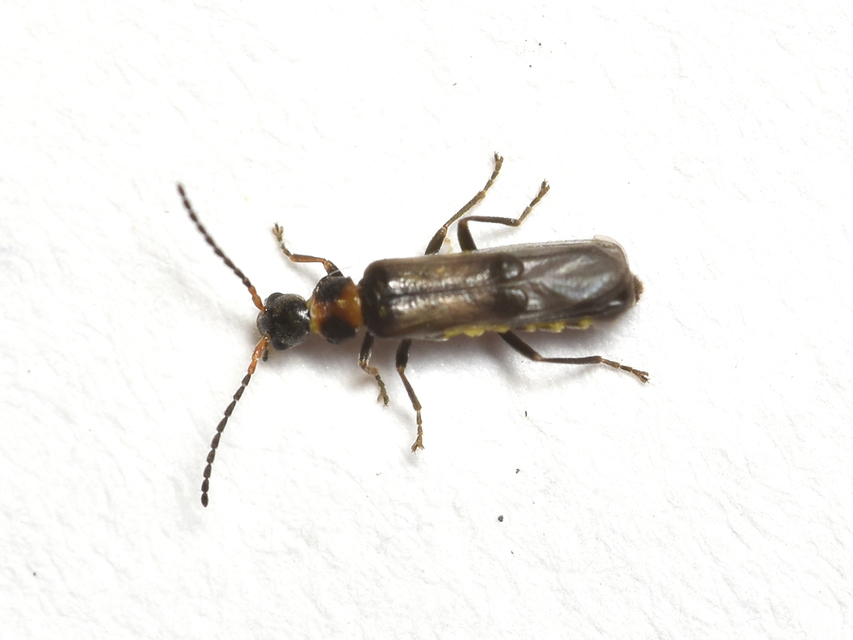 Malthodes dimidiaticollis - foltosnyakú törpelágybogár