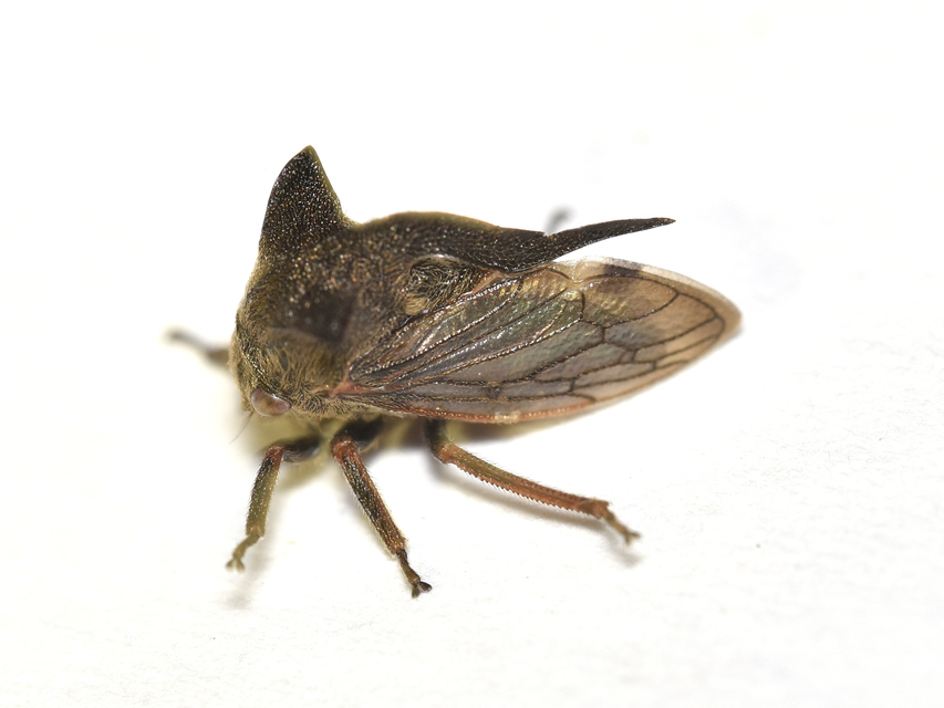 Centrotus cornutus - szarvaskabóca