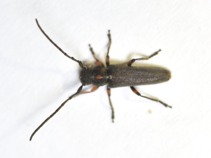 Phytoecia pustulata - parányi fűcincér