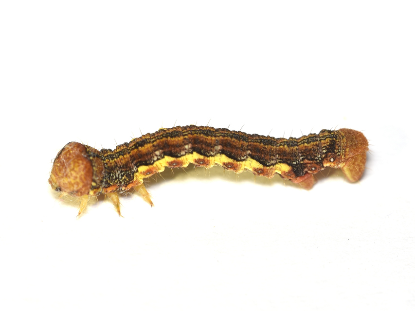 Erannis defoliaria - nagy téliaraszoló