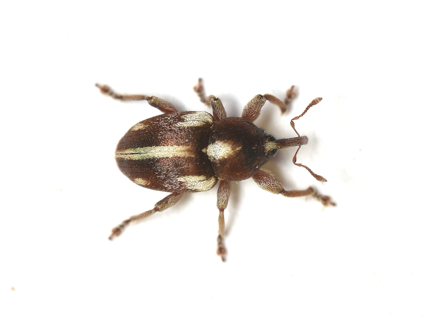 Tychius quinquepunctatus - borsó-tímárormányos