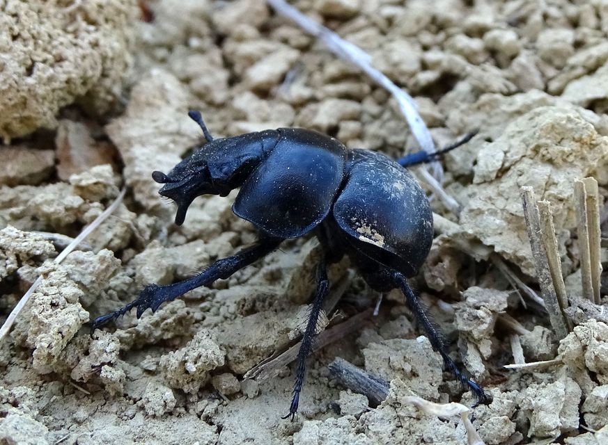 Lethrus apterus - nagyfejű csajkó
