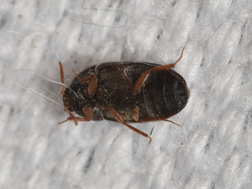 Attagenus brunneus - barna szűcsbogár