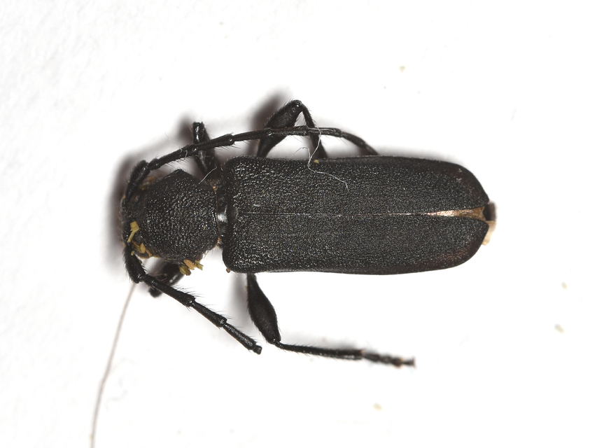 Ropalopus macropus - kis facincér Ropalopus macropus - kis facincér