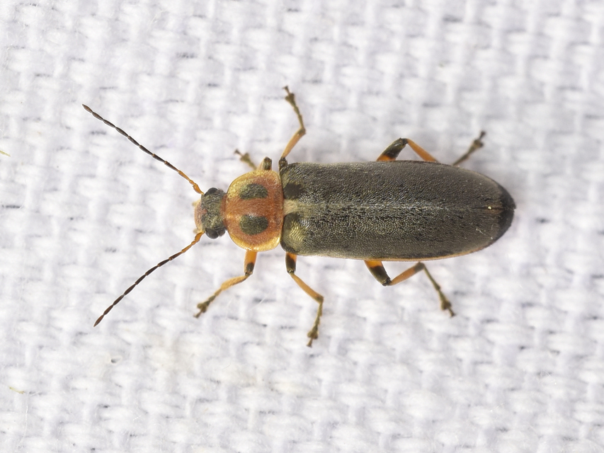 Osphya bipunctata - kétalakú komorka