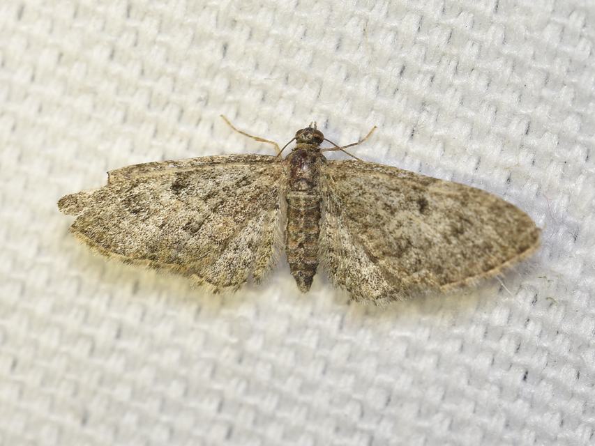 Eupithecia dodoneata - tölgy-törpearaszoló