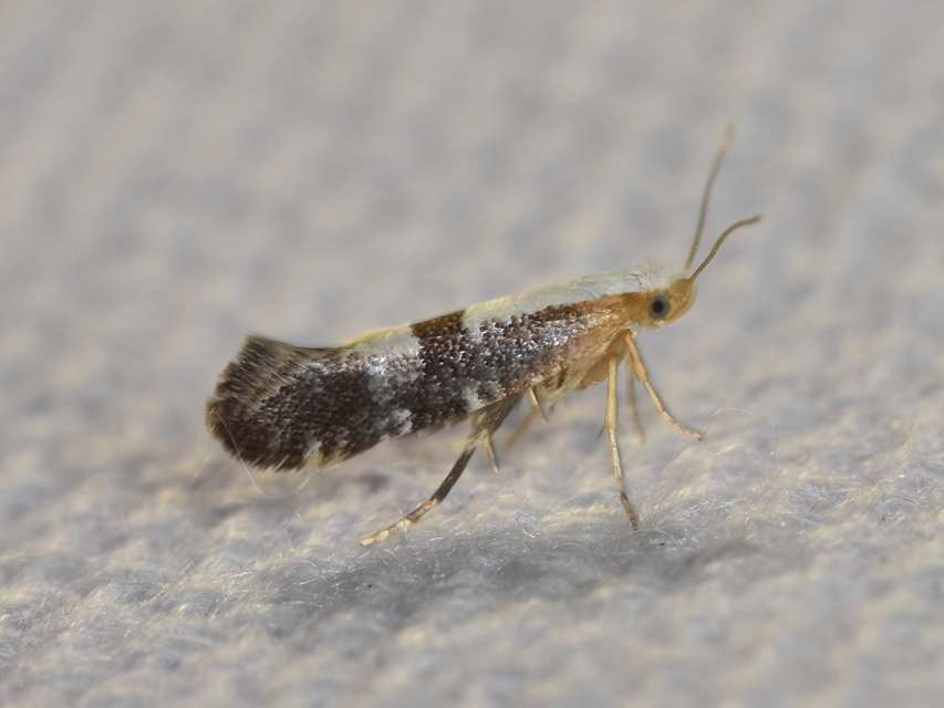 Argyresthia