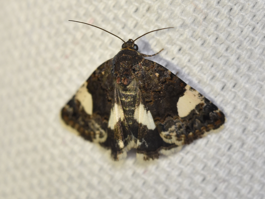 Tyta luctuosa - fekete nappalibagoly