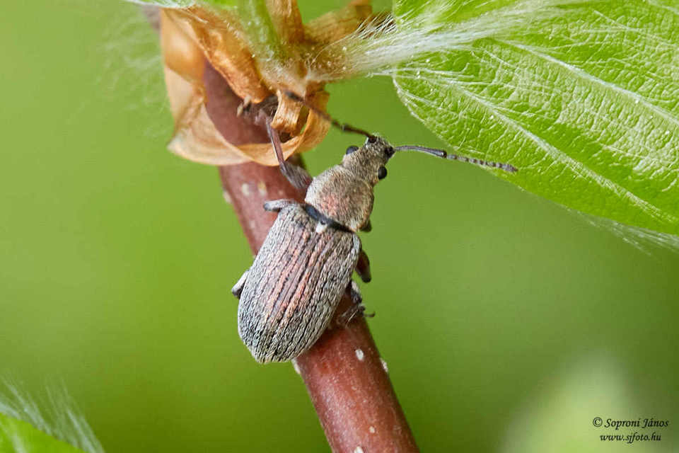 Phyllobius pyri - gyümölcsfa-levélormányos