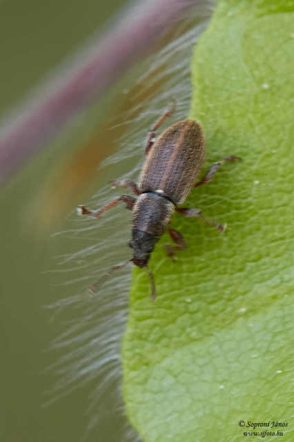 Polydrusus marginatus - szegélyes lombormányos