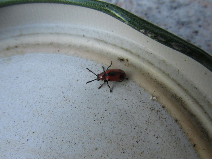 Crioceris quinquepunctata - ötpontos spárgabogár