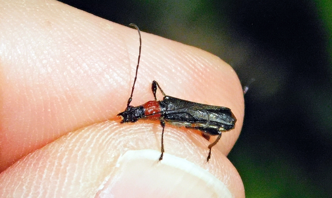 Callimoxys gracilis - frakkos cincér